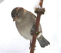 House Sparrow