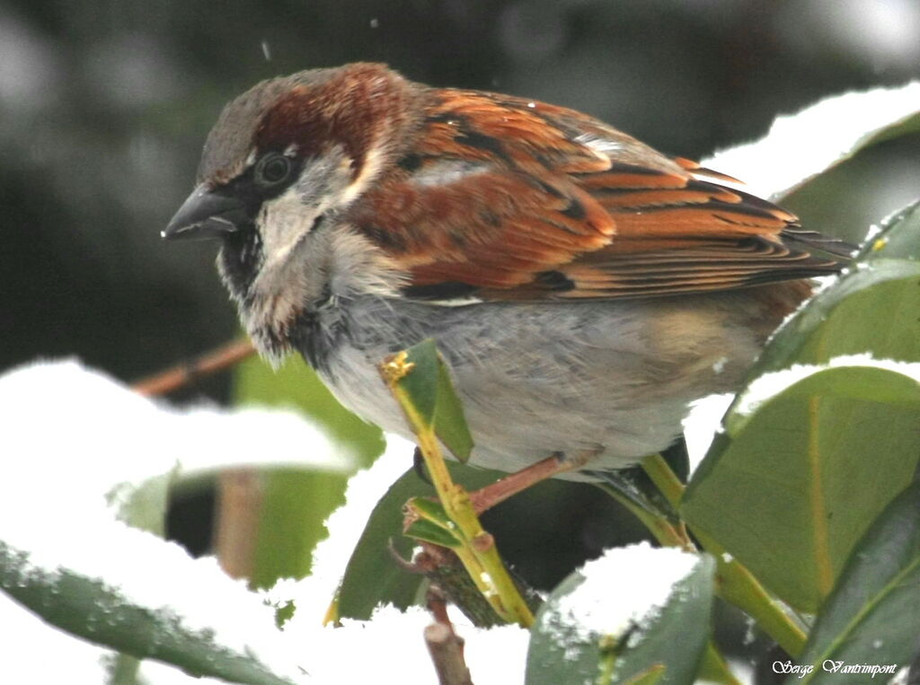 Moineau domestique mâle adulte internuptial, identification