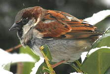 Moineau domestique