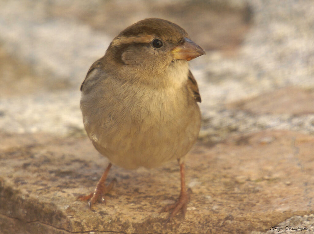 Moineau domestique, identification