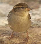 Moineau domestique