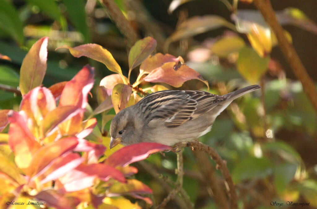 House Sparrow, identification