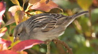 House Sparrow