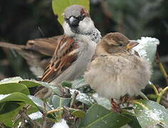 House Sparrow