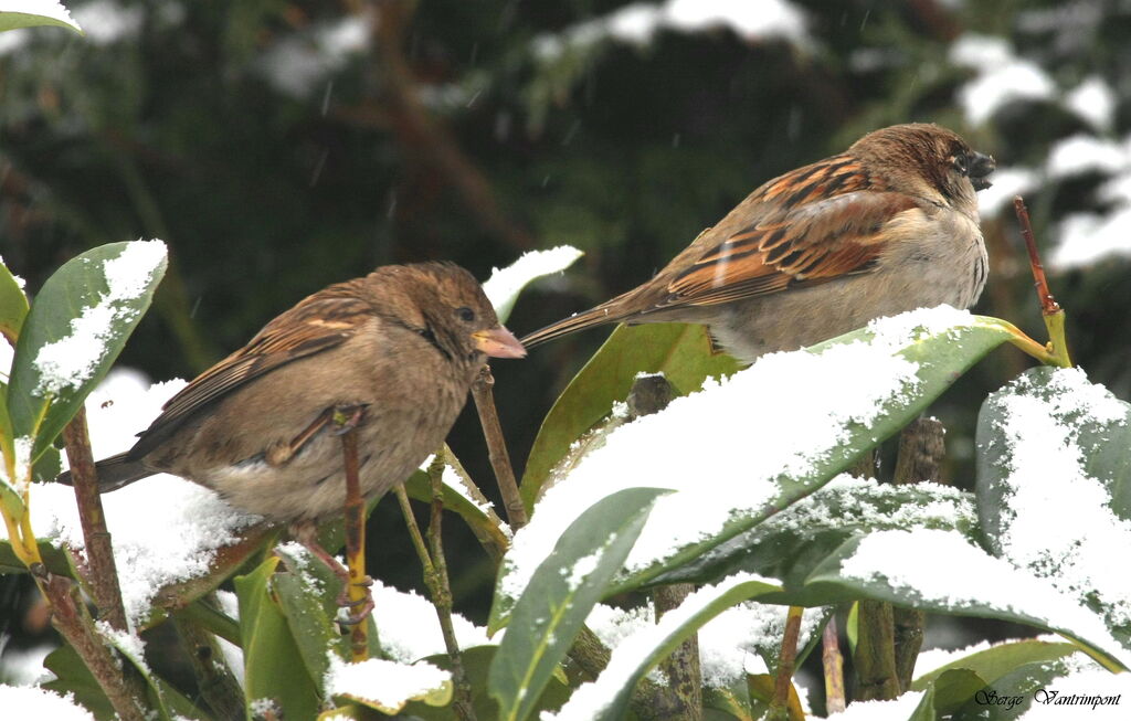 House Sparrow, identification