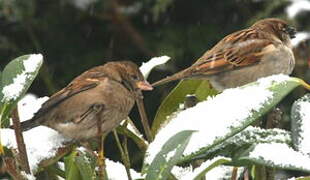 Moineau domestique