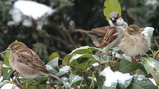 Moineau domestique