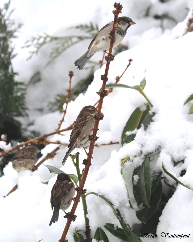 Moineau domestiqueadulte, Comportement