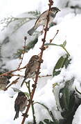 House Sparrow