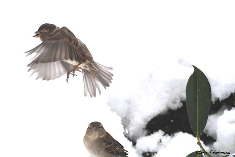 House Sparrowadult, Flight, feeding habits