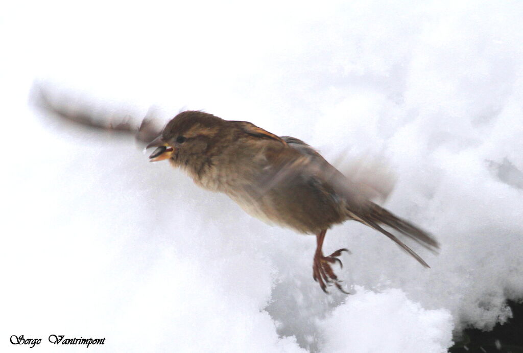 Moineau domestiqueadulte, Vol, régime