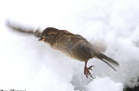 Moineau domestique