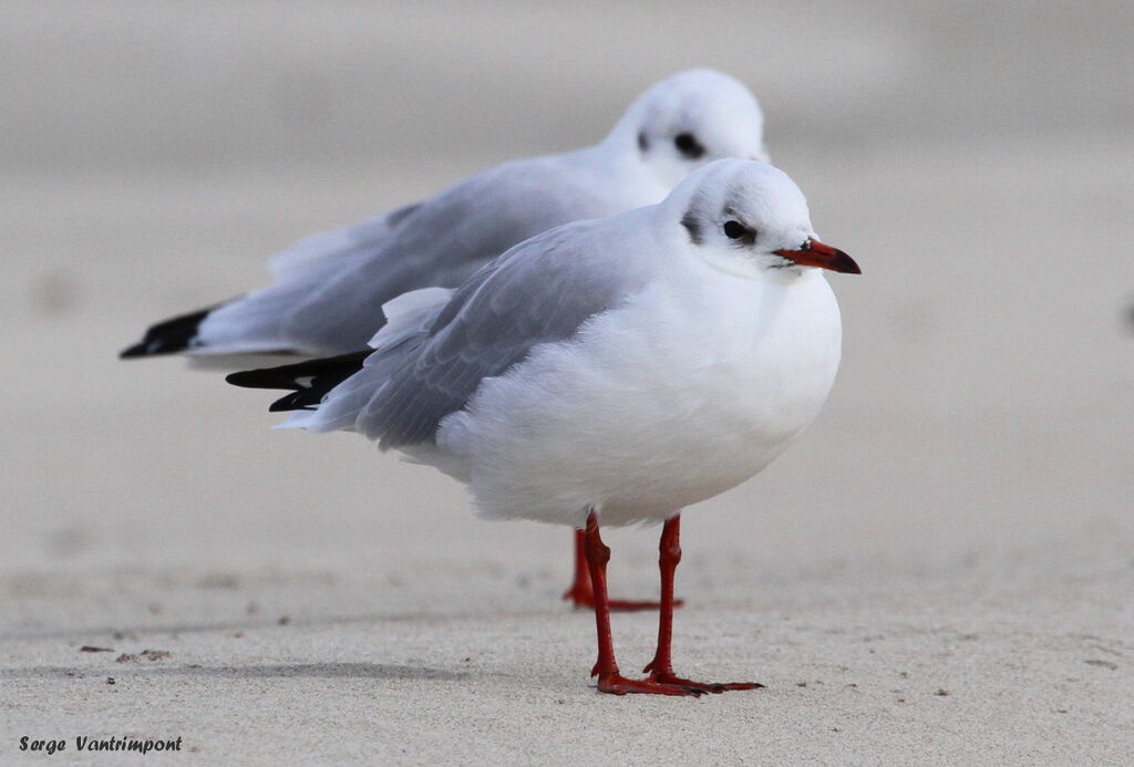 Mouette rieuse, Comportement