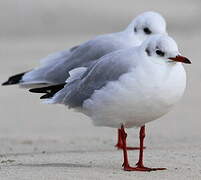 Mouette rieuse