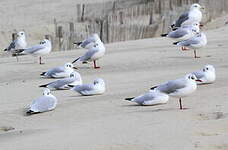 Mouette rieuse