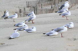 Black-headed Gull