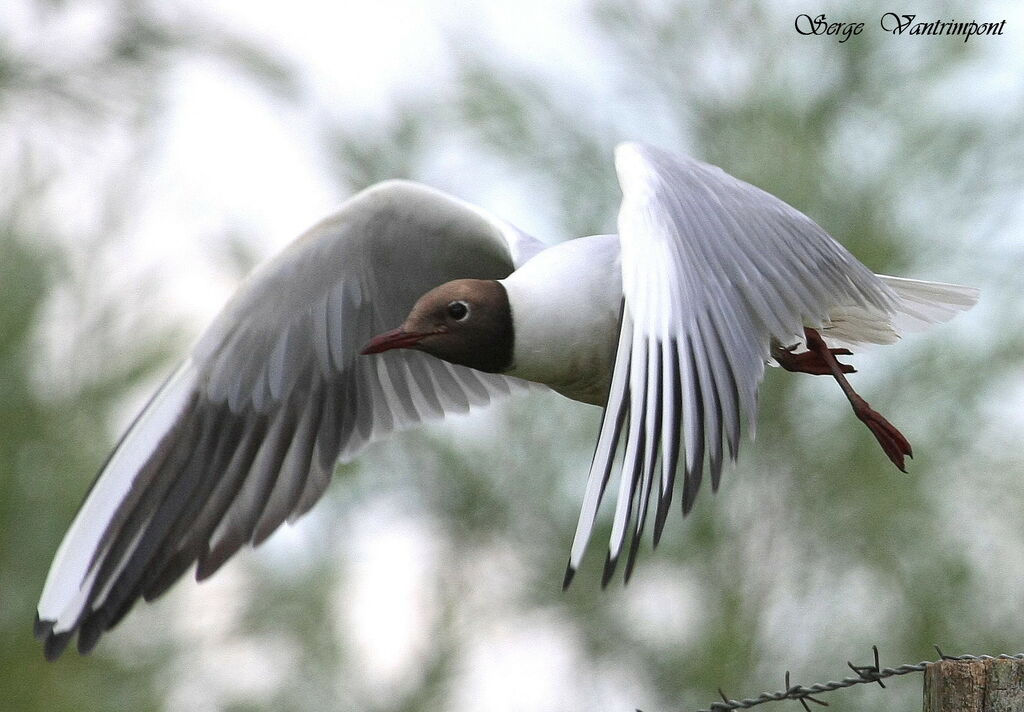 Black-headed Gull, Flight