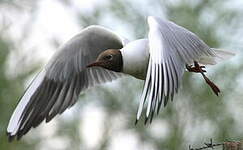 Mouette rieuse