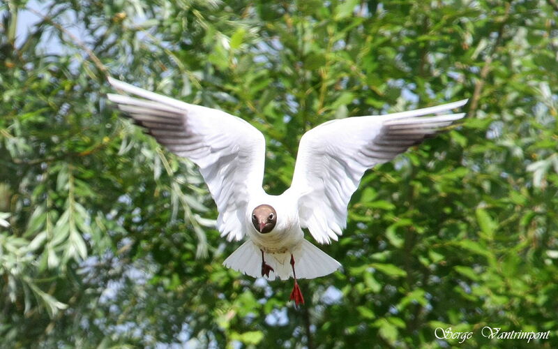 Black-headed Gull, Flight