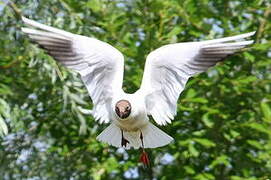 Black-headed Gull