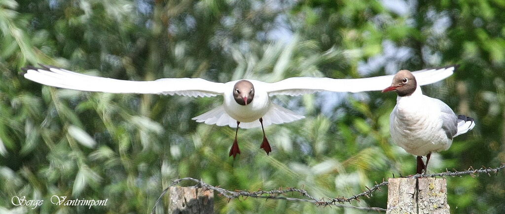 Mouette rieuse, Vol, Comportement