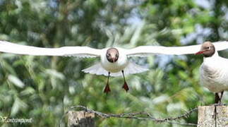 Mouette rieuse