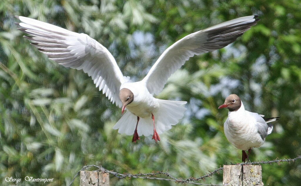 Mouette rieuseadulte, Vol, Comportement