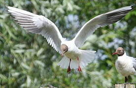 Mouette rieuse