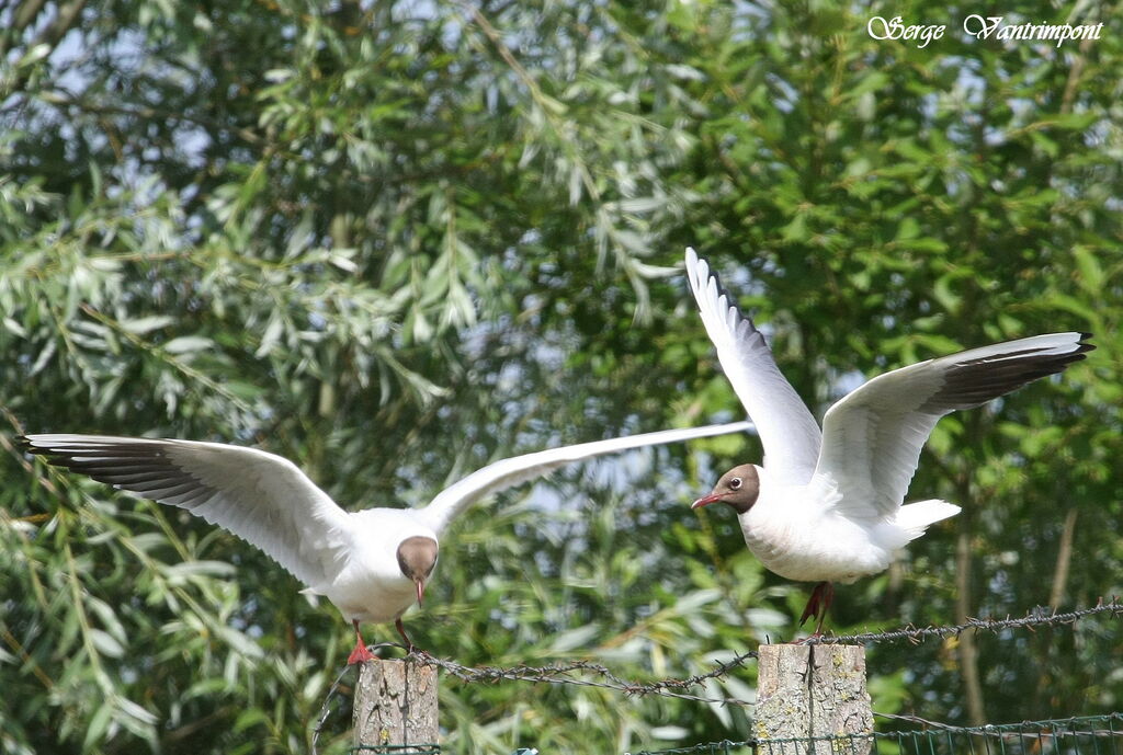 Black-headed Gulladult, Behaviour