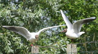 Mouette rieuse