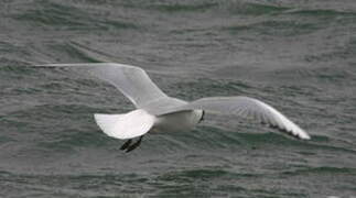 Mouette rieuse