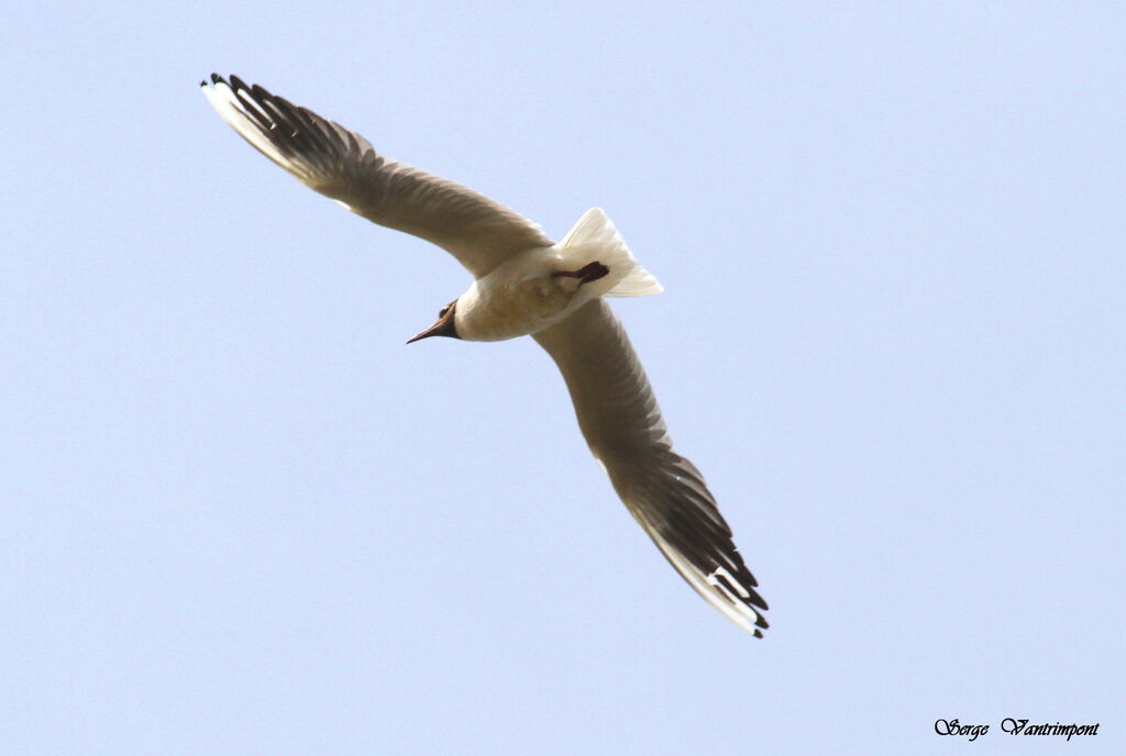 Black-headed Gulladult, Flight