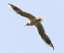 Mouette rieuse