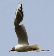 Mouette rieuse