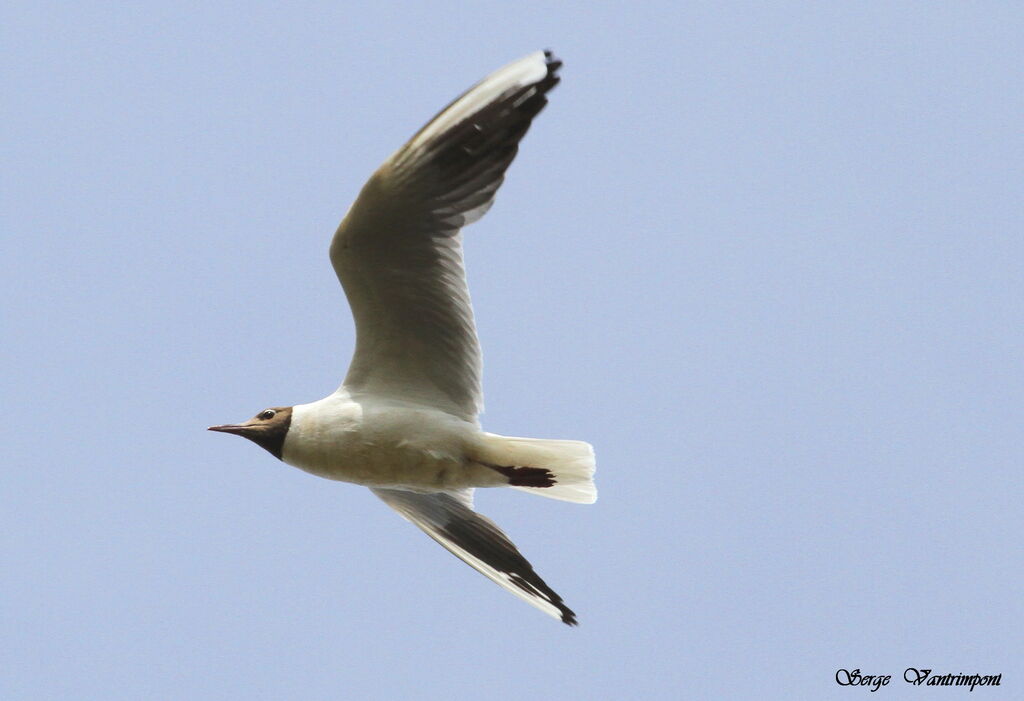 Black-headed Gulladult, Flight