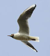 Mouette rieuse