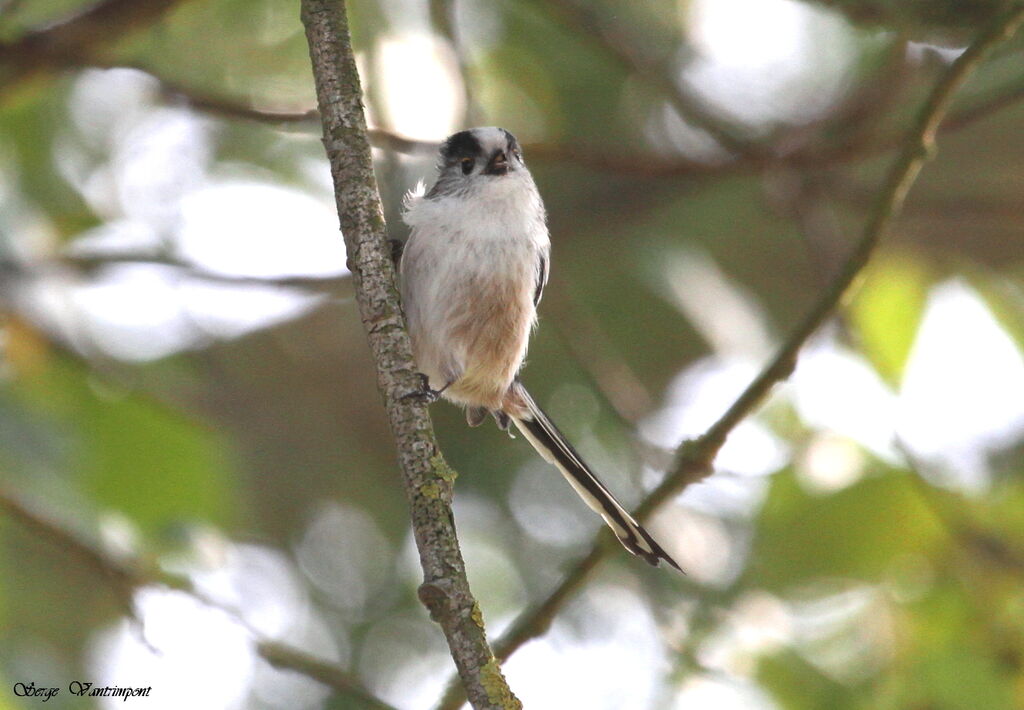 Long-tailed Titadult, Behaviour