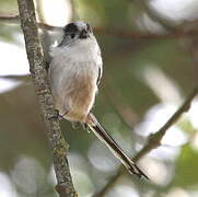 Long-tailed Tit