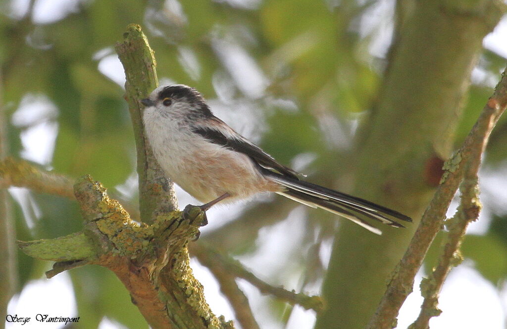 Long-tailed Titadult, Behaviour