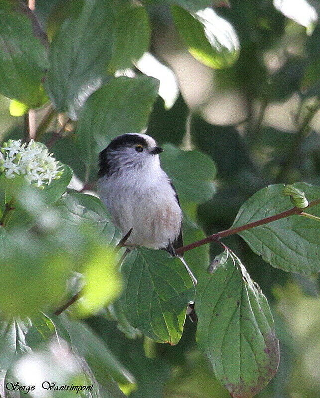 Long-tailed Titadult, Behaviour