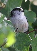 Long-tailed Tit