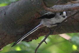 Long-tailed Tit