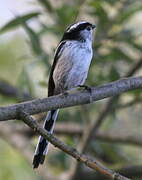 Long-tailed Tit