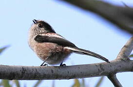 Long-tailed Tit