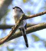 Long-tailed Tit