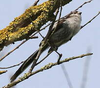 Long-tailed Tit