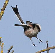 Long-tailed Tit