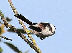 Long-tailed Tit