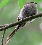 Long-tailed Tit