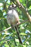 Long-tailed Tit